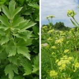 Ljubik ili celer: razlike